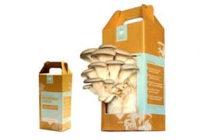 Back To The Roots Home Mushroom Growing Kit Giveaway