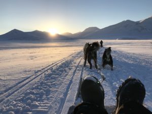 dog sledding svalbard