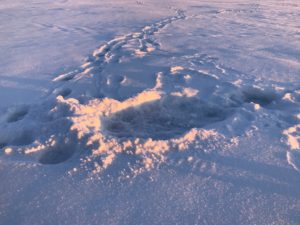 polar bear tracks