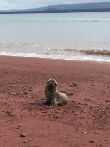 baby sea lion galapagos