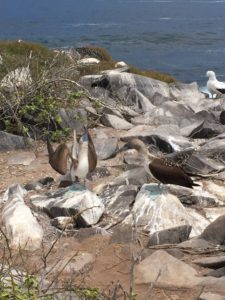 blue footed boobies galapagos