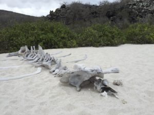 bones on beach galapagos