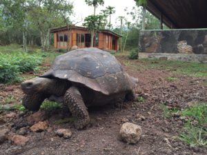 giant tortoise galapagos