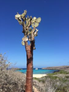 island galapagos