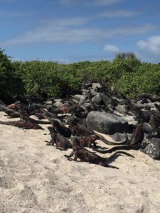 marine iguanas galapagos