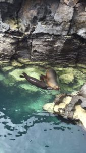 sealions in galapagos