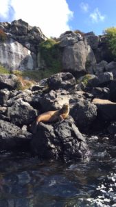 sunning sea lion galapagos