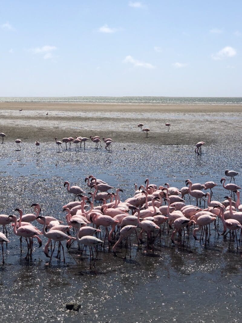 flamingos-namibia-healthy-voyager