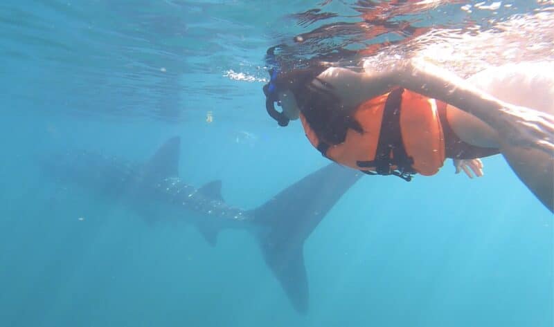 whale-shark-tours-holbox-mexico-healthy-voyager