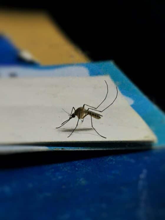 natural pest control