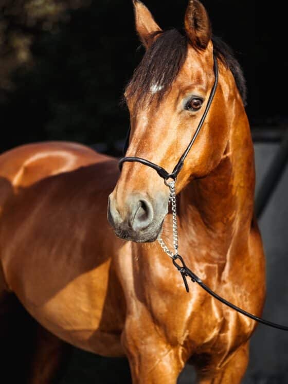 brown horse with silver round pendant necklace