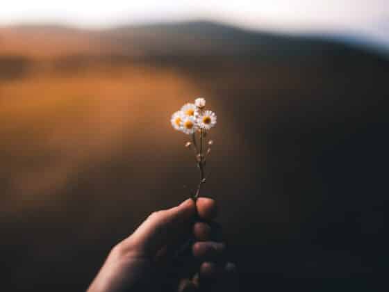 selective focus photography of person holding white petaled flower