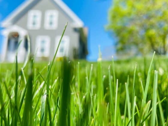 lawn