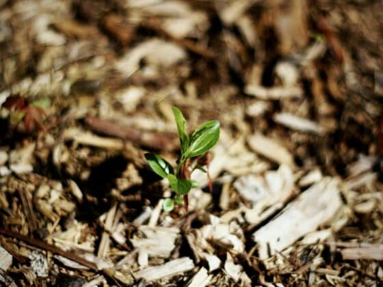 mulch