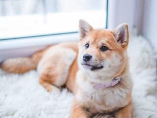 carpet and dog