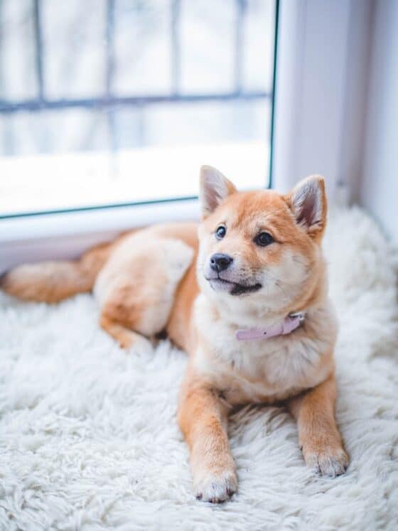 carpet and dog