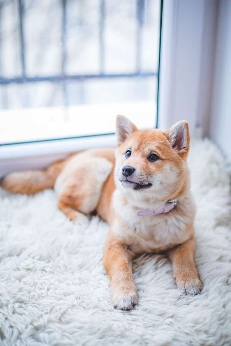 carpet and dog