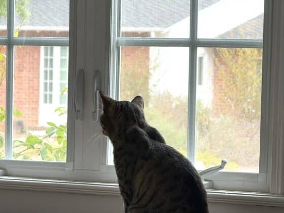 cat-boarding-tips-healthy-voyager