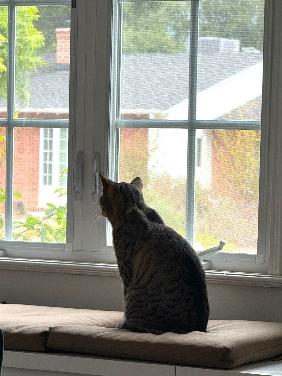 Your cat has never spent a night away from home, a...