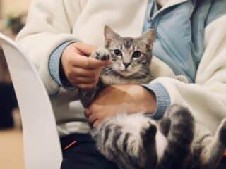 Bites, Blooms, and Beyond: How Veterinarians Protect Our Pets and Communities veterinarian