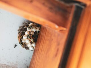 How Pests Can Destroy Your Home and Health pests in home